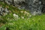 2014-07-05_Laengental-N-Hochweg (595). JPG